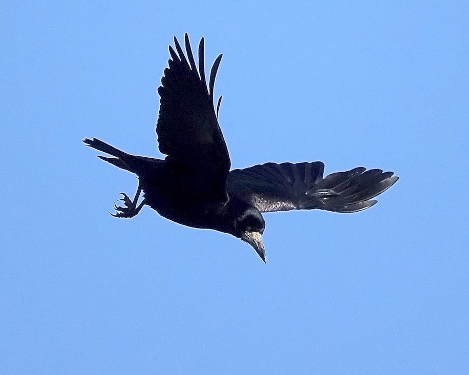 rook